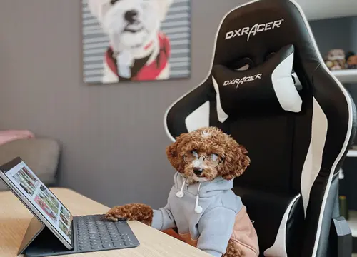 Pet-friendly Air Gaming Chairs for Gamers