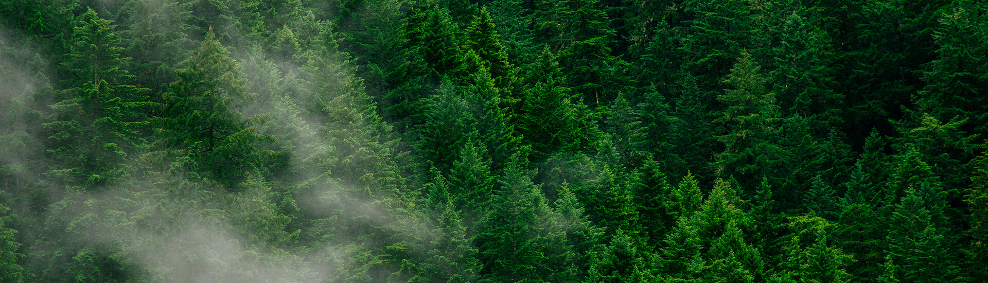 כיסא גיימינג ירוק